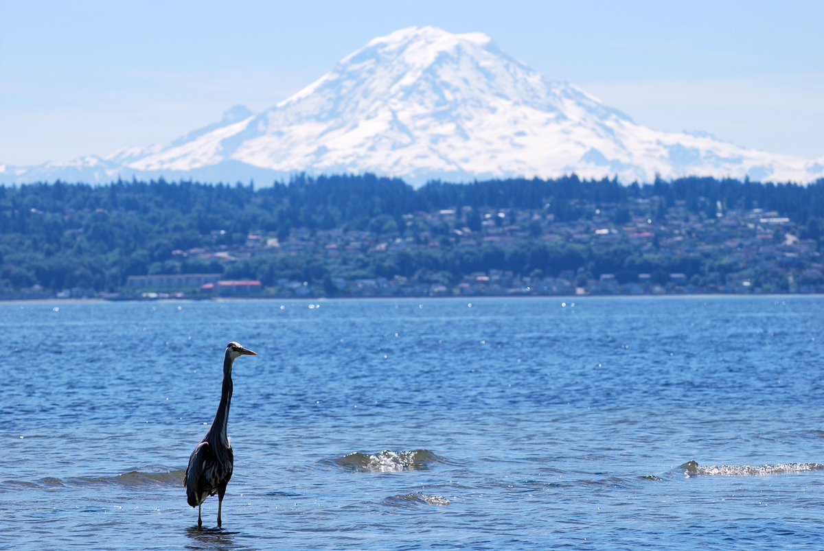LewisSports's tweet photo. It’s hard to picture a more perfect setting for an early summer excursion to Point Robinson. https://t.co/5lmWnwjJhh