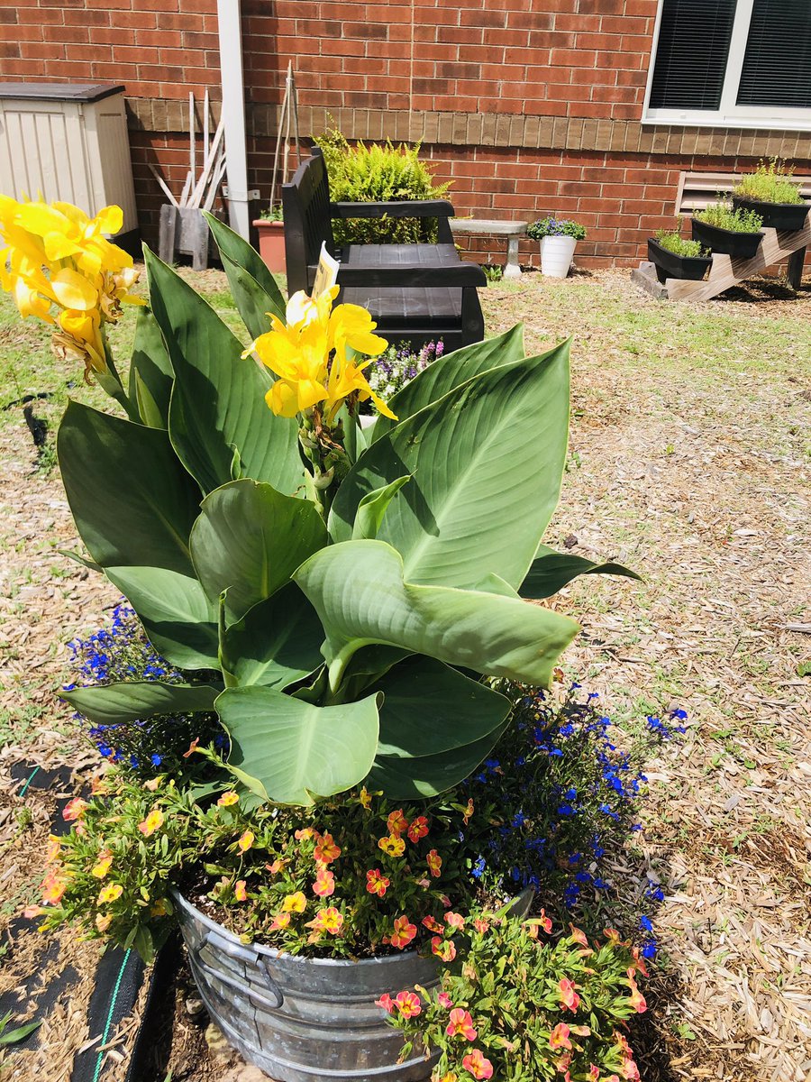 gtownjrhighFFA's tweet photo. A little work, plenty of sunshine and a sprinkle of rain adds up to a beautiful garden! It will be ready for a great harvest! #GtownWay #schoolgarden https://t.co/zHn1cBZcc9
