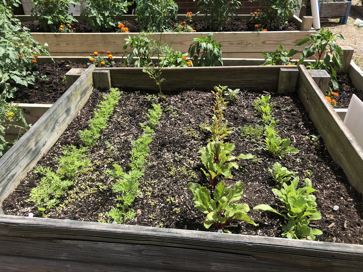 gtownjrhighFFA's tweet photo. A little work, plenty of sunshine and a sprinkle of rain adds up to a beautiful garden! It will be ready for a great harvest! #GtownWay #schoolgarden https://t.co/zHn1cBZcc9