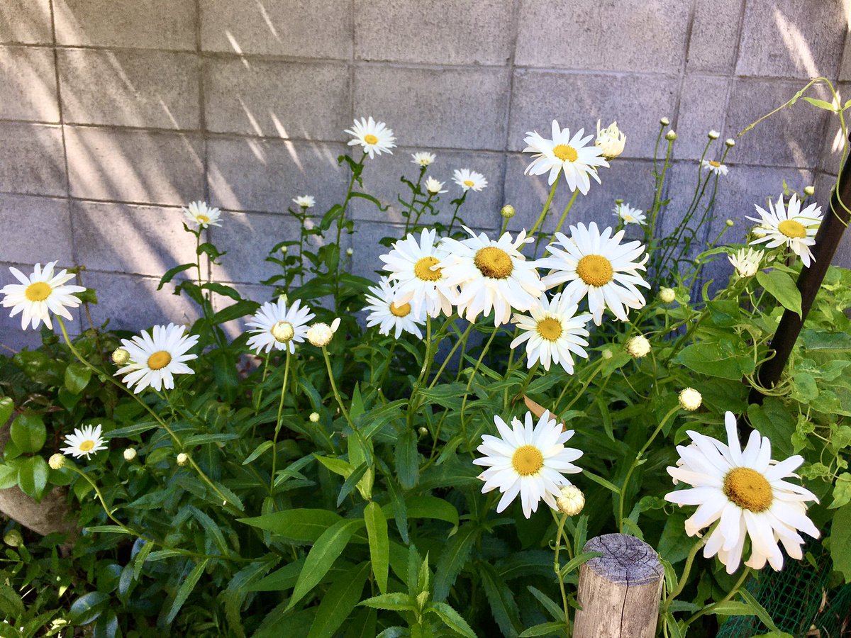 證安院 今日はシャスターデージーです キク科の常緑多年草で毎年白い花が咲きます