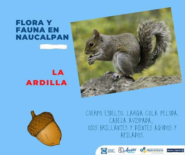 En el municipio de Naucalpan existe una gran variedad de flora y fauna.
Conócelas y cuídalas.