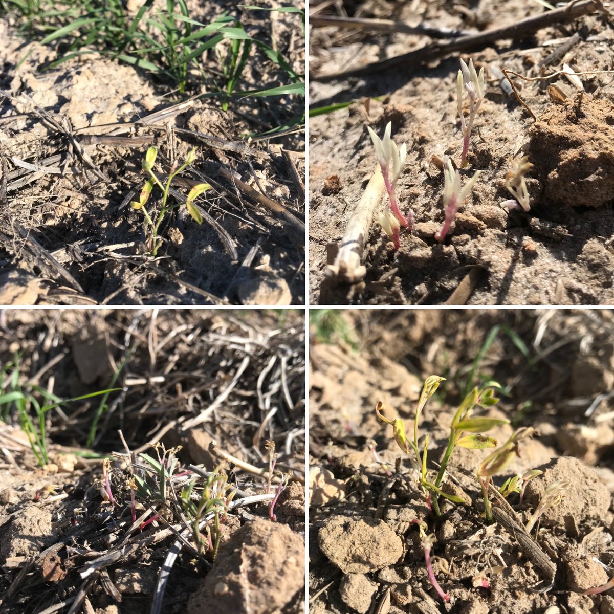 Callisto doing a great job on volunteer vetch in dry conditions at Mt Ridley, 20mm 🌧 for May and 5mm 🌧 for June #preisthenewpost