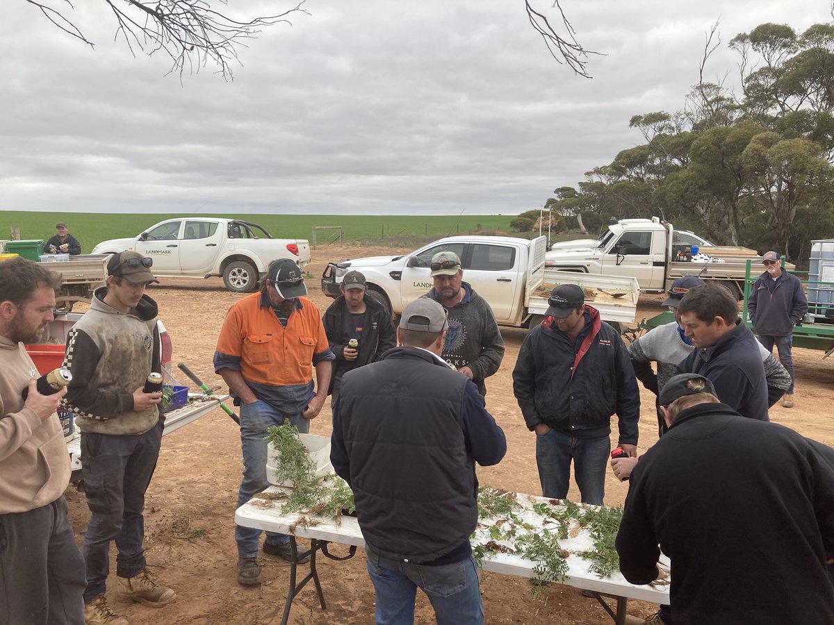ag_eyre's tweet photo. Checking out pulse issues and management near Wudinna with Andy Bates @GRDC #southernpulseextension https://t.co/W41wKr4Fen