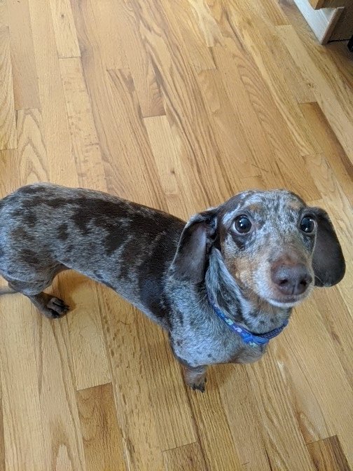 LlcAnimal's tweet photo. Cece loves to dance for treats. 💃🐾

#MakingPetsHappy 
#AnimalAdventures18
#AnimalAdventuresCrew 
#WhenYouAreAwayWeWillPlay 
#dogs #dogwalker #PetSitter 
#dachshund #dogsofinstagram https://t.co/VjkeanW7Ti