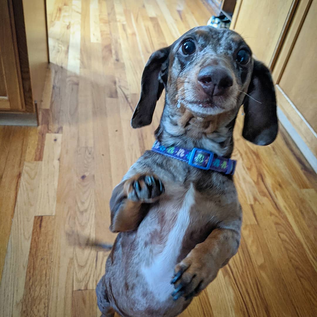 LlcAnimal's tweet photo. Cece loves to dance for treats. 💃🐾

#MakingPetsHappy 
#AnimalAdventures18
#AnimalAdventuresCrew 
#WhenYouAreAwayWeWillPlay 
#dogs #dogwalker #PetSitter 
#dachshund #dogsofinstagram https://t.co/VjkeanW7Ti