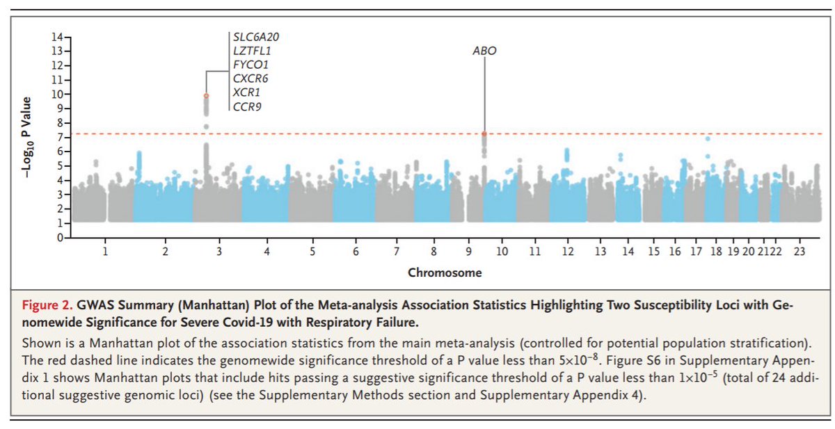 MonashBiol's tweet photo. Are there any potential genetic factors associated with severe respiratory failure in Covid-19 patients? @damato_mauro and colleagues across Europe found yes and confirmed a potential involvement of the
ABO blood-group system. https://t.co/br1h2wht2x #MonashGeneticsHealth https://t.co/CMs4fYpFIb