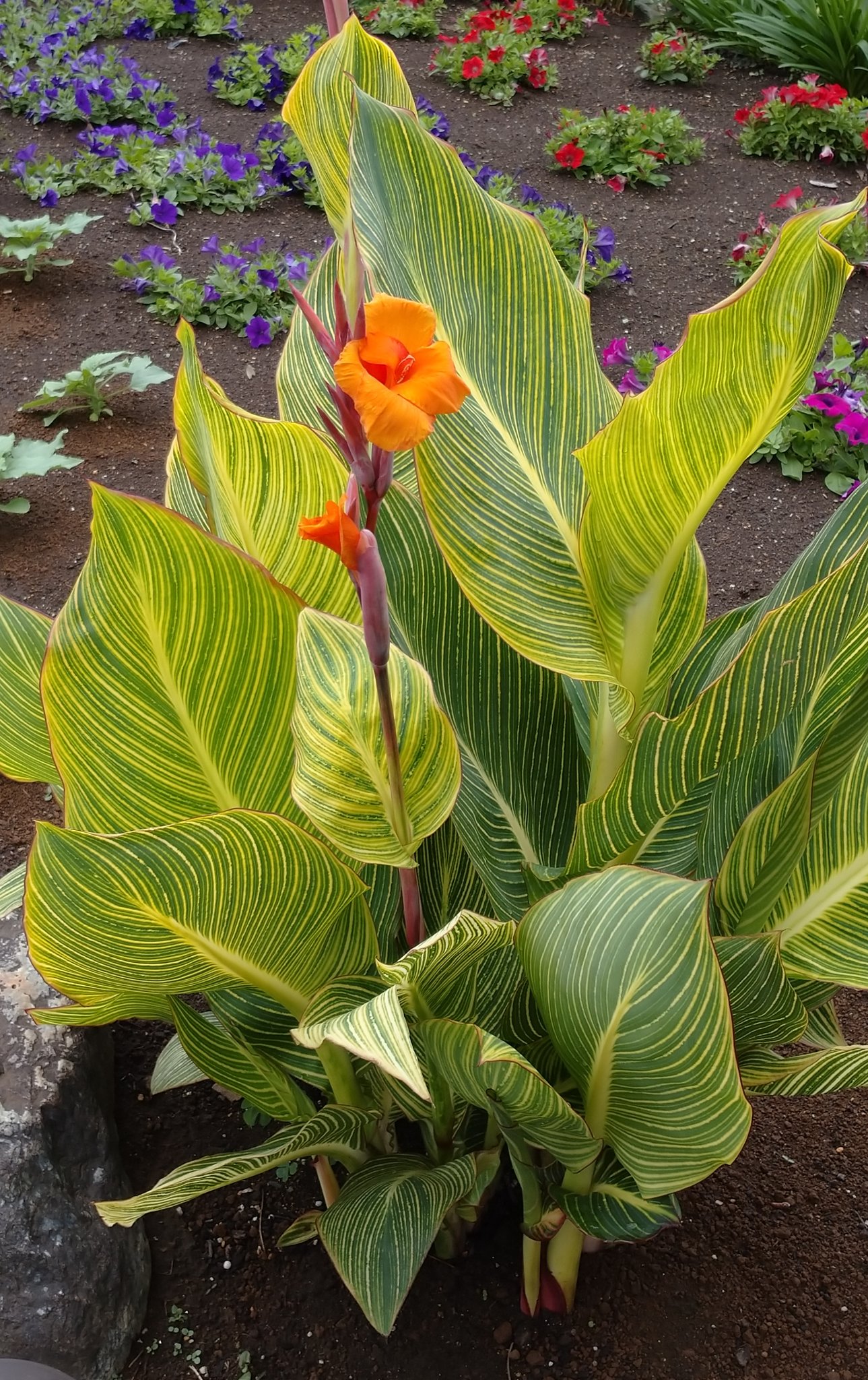 えんげーかちょう カンナ いろいろ ベンガルタイガー オーストラリア ミネルバ トロピカル各種 Musicsalad ひまわり大作戦 カンナ大作戦 ひまわりさらだ Bayfm It Bayfm T Co 3ut1a5je41 Twitter えんげーかちょう カンナ いろいろ ベンガルタイガー オーストラリア ミネルバ トロピカル各種 Musicsalad ひまわり大作戦 カンナ大作戦 ひまわりさらだ Bayfm It Bayfm T Co 3ut1a5je41 Twitter