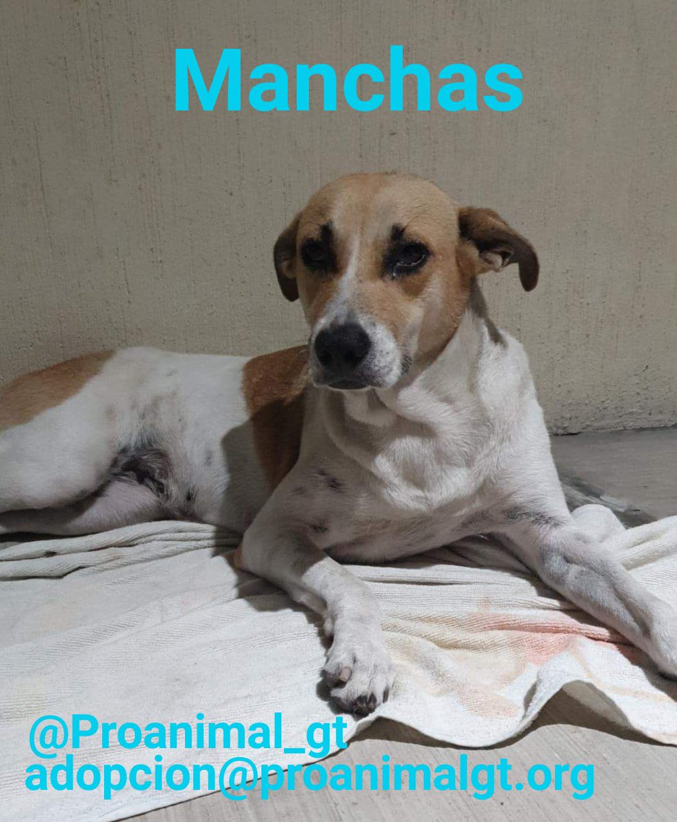Proanimal_gt's tweet photo. #QuedateEnCasaGT.
Te presentamos a Manchas, una perra que fue esterilizada.
Manchas estará en recuperación pero sino encontramos adoptante regresará a las calles. Nuestros temporales están topados y no contamos con refugio.
Adóptala o ayúdanos a encontrarle 🏡
#Comparte
#Adopta https://t.co/YntRzBGJVF