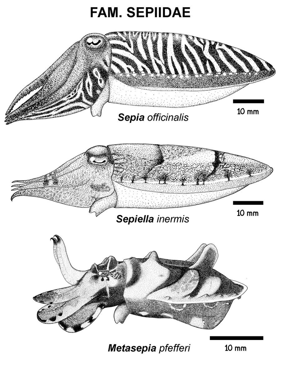 RubenGuzmanP1's tweet photo. Familia Sepiidae
Géneros:
1.- Sepia (Nominal)
2.- Sepiella
3.- Metasepia
#Sepiidae
#Sepia
#Sepiella
#Metasepia
#DibujoCientífico https://t.co/oeqygVJeLS