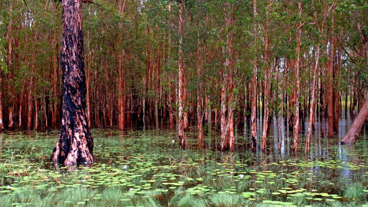Parks_Australia's tweet image. Giant #paperbark forests are one of #Kakadu’s most recognisable features. Three main species are the #silver-leafed paperbark (Melaleuca argentae), #broad-leafed paperbark (Melaleuca viridiflora) and the #weeping paperbark (Melaleuca leucadendra).
