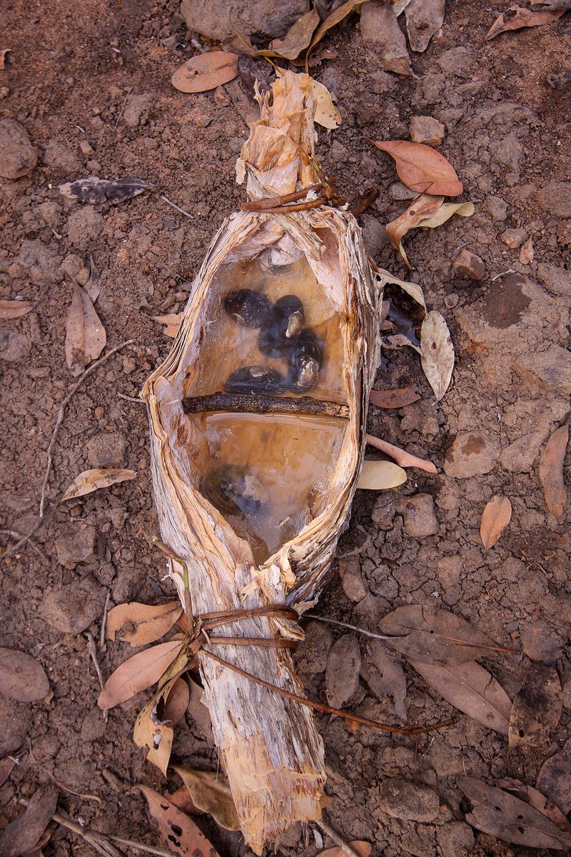 Parks_Australia's tweet image. Giant #paperbark forests are one of #Kakadu’s most recognisable features. Three main species are the #silver-leafed paperbark (Melaleuca argentae), #broad-leafed paperbark (Melaleuca viridiflora) and the #weeping paperbark (Melaleuca leucadendra).
