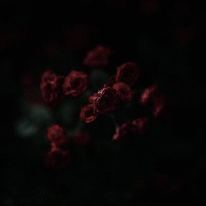 *:･ ᴍᴏɴᴏʀᴏʟᴇs.