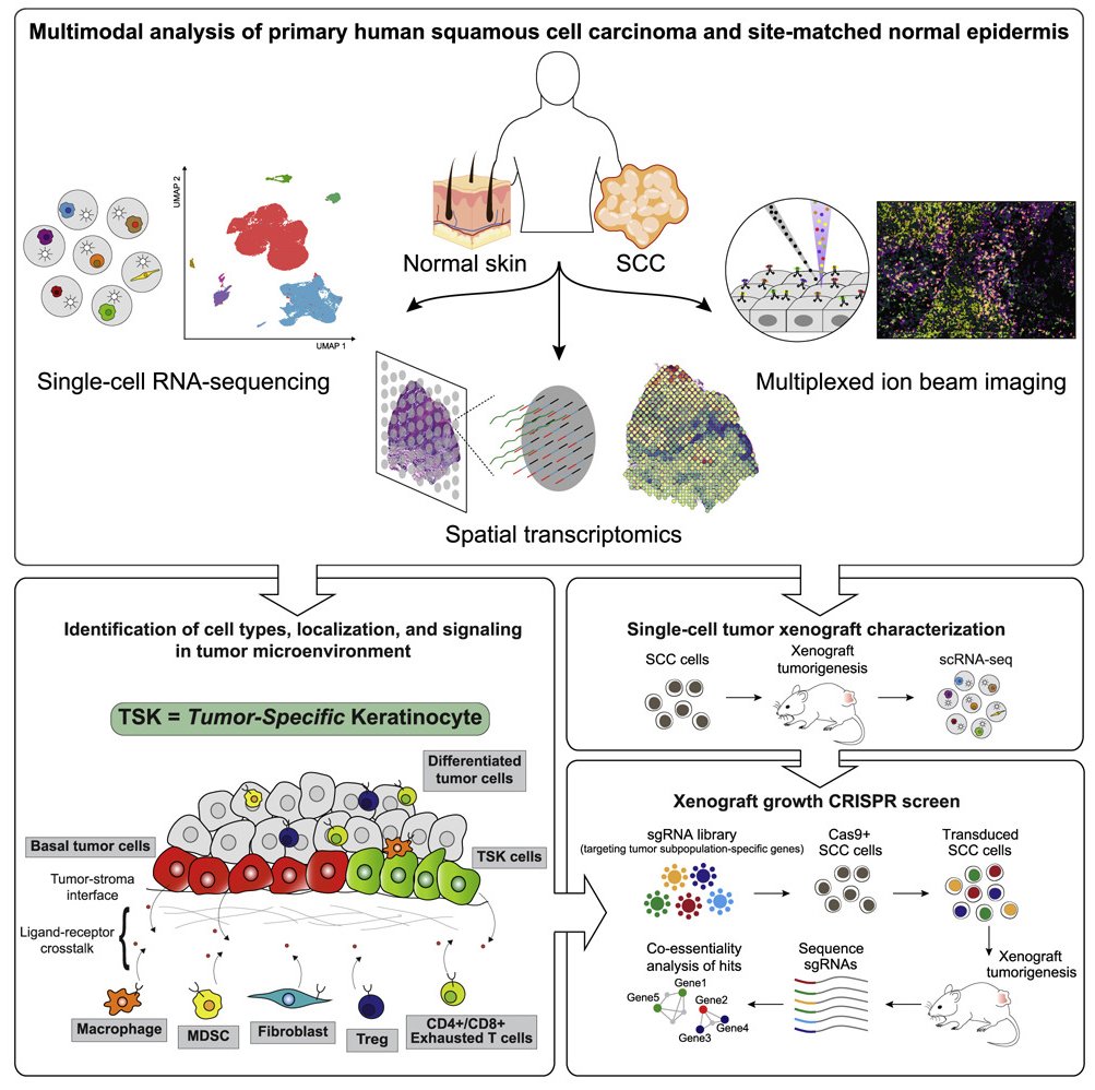 mmw_lmw's tweet photo. Multimodal Analysis of #CellularComposition and #SpatialArchitecture | Human #SquamousCell_Carcinoma | Paul Khavari @StanfordMed @CellCellPress https://t.co/Z9xlf1vaPG https://t.co/jGegAXvCY4