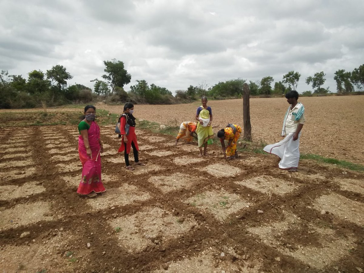 WOTRIndia's tweet photo. #SeedTreatment and SCI farming practices are being adopted on a large scale for red gram and cotton crops in 23 villages of Narayanpet in Telangana. #ForNature #SCI @UNEP @mygovindia @TelanganaCMO @AxisBank Foundation #COVID19India  @CNarayanpet @AgriGoI @icarindia https://t.co/tpWukNv7R9