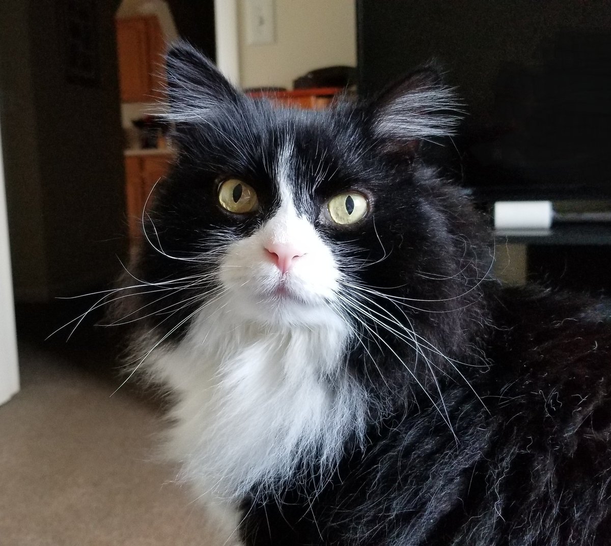 RuckusAmungus's tweet photo. 😻Queen of Floof Critter showing off her Magnificent Face &amp; Ear Whiskers! Have a Wonderfur #WhiskersWednesday Furends!😻
#CatsOfTwitter #flooflylicious #DIVA #TheFurrRealStruggle #TopMeowdels #WednesdayMotivation #WednesdayWisdom #whiskeywednesday #WhiskerWednesday #meow #cats https://t.co/PlgtK4hp9L