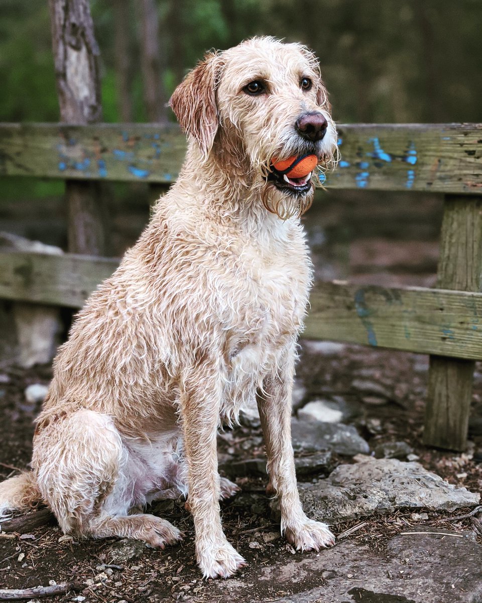 reelcwizzle's tweet photo. Just an plain ole wet dog. #ProSwimmer #Labradoodle #Lake #Fetch #WaterSports #DogsofTwittter https://t.co/kpl4RjjGFP