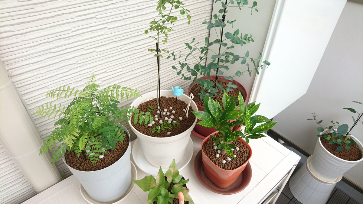 りしゅ 観葉植物用土にも虫がいるのを発見してしまった そんなわけで鉢ごと水中ドボンしてから表面を赤玉土にしました ふう ついでに成長がいまいちなシマトネリコを大きい鉢にしてみたけど 挿し木の子たちがめちゃめちゃ根をのばしてた りしゅ 観葉植物用土にも虫がいるのを発見してしまった そんなわけで鉢ごと水中ドボンしてから表面を赤玉土にしました ふう ついでに成長がいまいちなシマトネリコを大きい鉢にしてみたけど 挿し木の子たちがめちゃめちゃ根をのばしてた