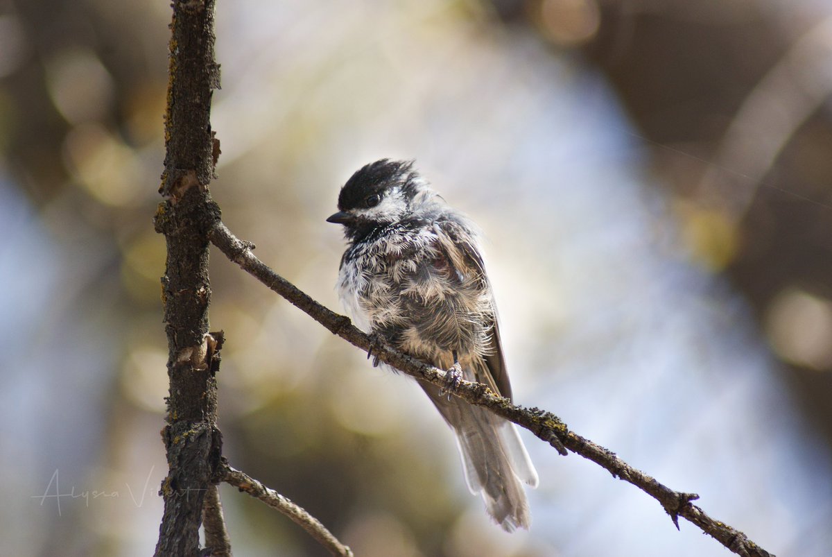 AlyssaVibert's tweet photo. This black-capped chickadee looks exactly how I feel after a lonnnng 7d/10hr work week. 

Still cute though.

#exploresask #saskwildlife #saskbirds #provincialparks 

📍Pike Lake Prov. Park, SK, Canada https://t.co/1X3zVuPCA6