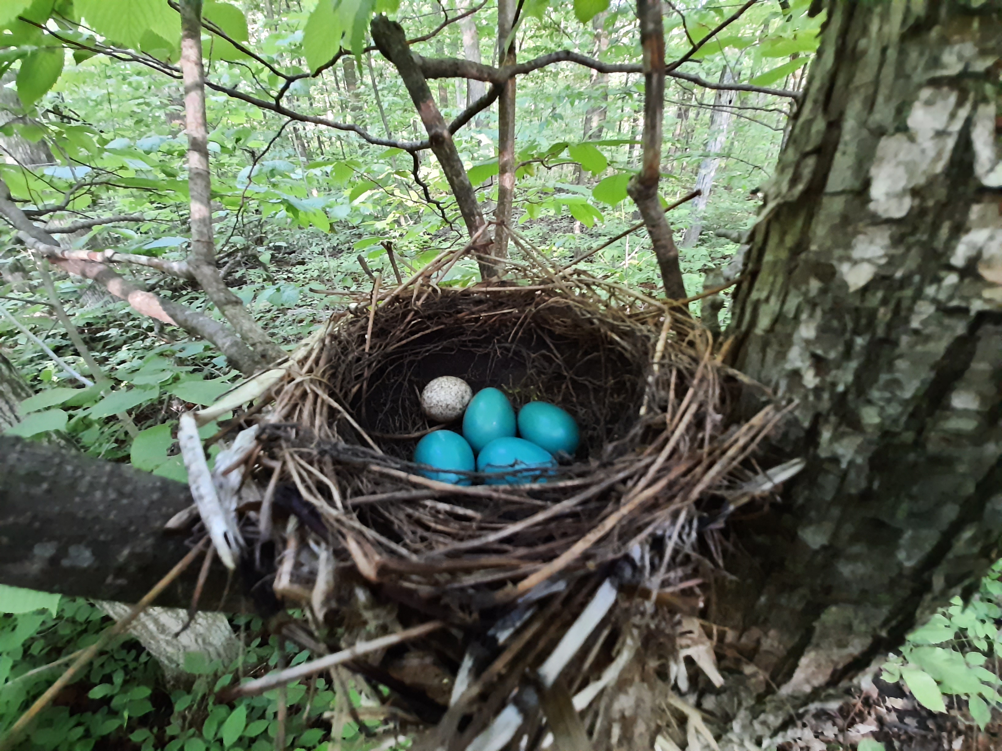 Andre Picard (Peckard_) / Twitter