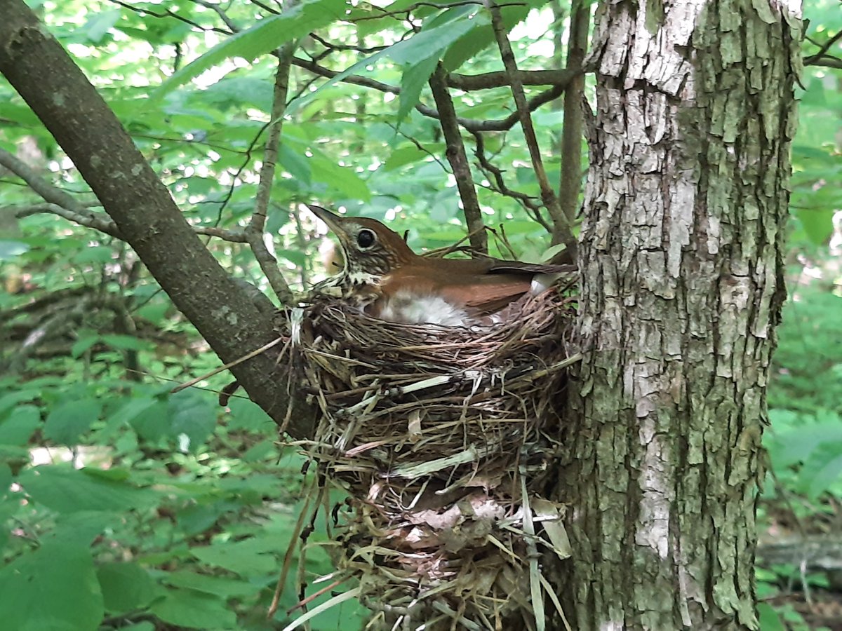 Wood thrush were once abundant breeding birds in Southern Ontario, but have disappeared from many of the places they used to inhabit. This summer, a small crew of dedicated UofG ornithologists is studying them in the Region of Waterloo to try and find out why.