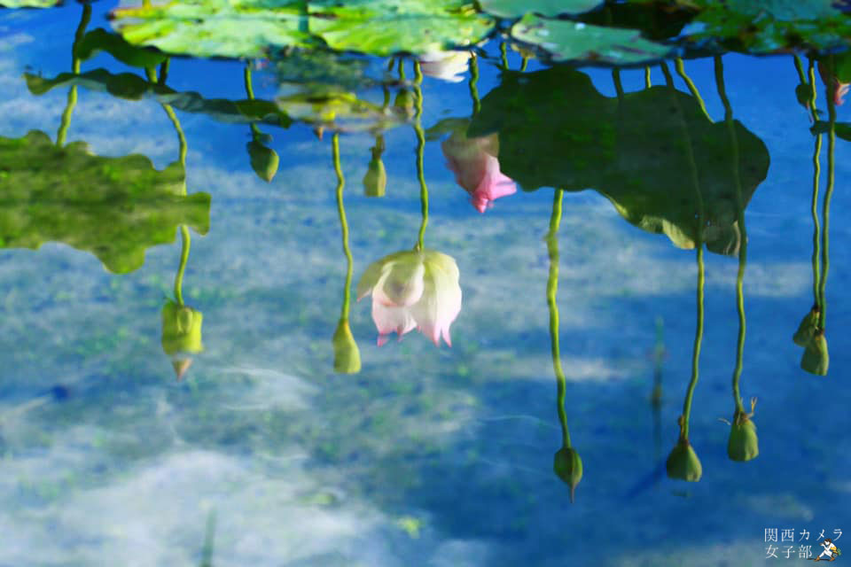 関西カメラ女子部 関西カメラ女子部メンバーphoto 空から降ってくるハスが不思議の国のよう T Co S8wpfnc3ru 関西カメラ女子部 姫路市 蓮 夢前 蓮の花苑 ヤマサ蒲鉾 水面 Lotus Lotusflower Himejicity Hasunohanaen Yumemae