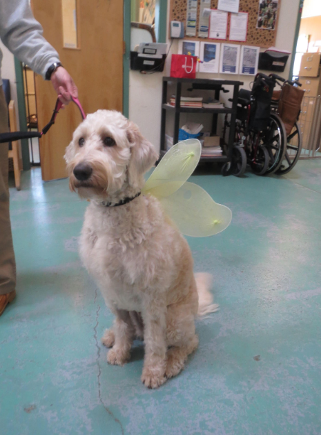 WACorrections's tweet photo. "In @WACorrections in the @prisonpets @PrisonPetWA program, I found my voice, myself and now I know my self worth. With each day, I have trained, my confidence grows. I am a better person."
https://t.co/Pq9VbBO1j4 #dogs #doglovers #DogsofTwittter https://t.co/ClEIVFRKcX