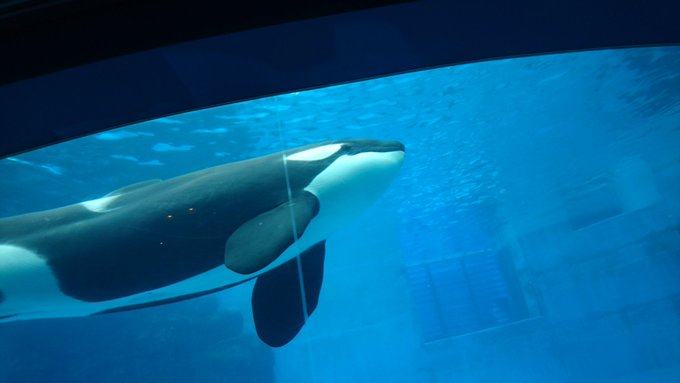 名古屋港水族館 の評価や評判 感想など みんなの反応を1時間ごとにまとめて紹介 ついラン