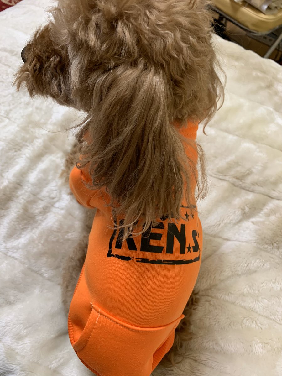 老犬マロンの生活 ママ Yuna Gori Twitter 老犬マロンの生活 ママ Yuna Gori Twitter