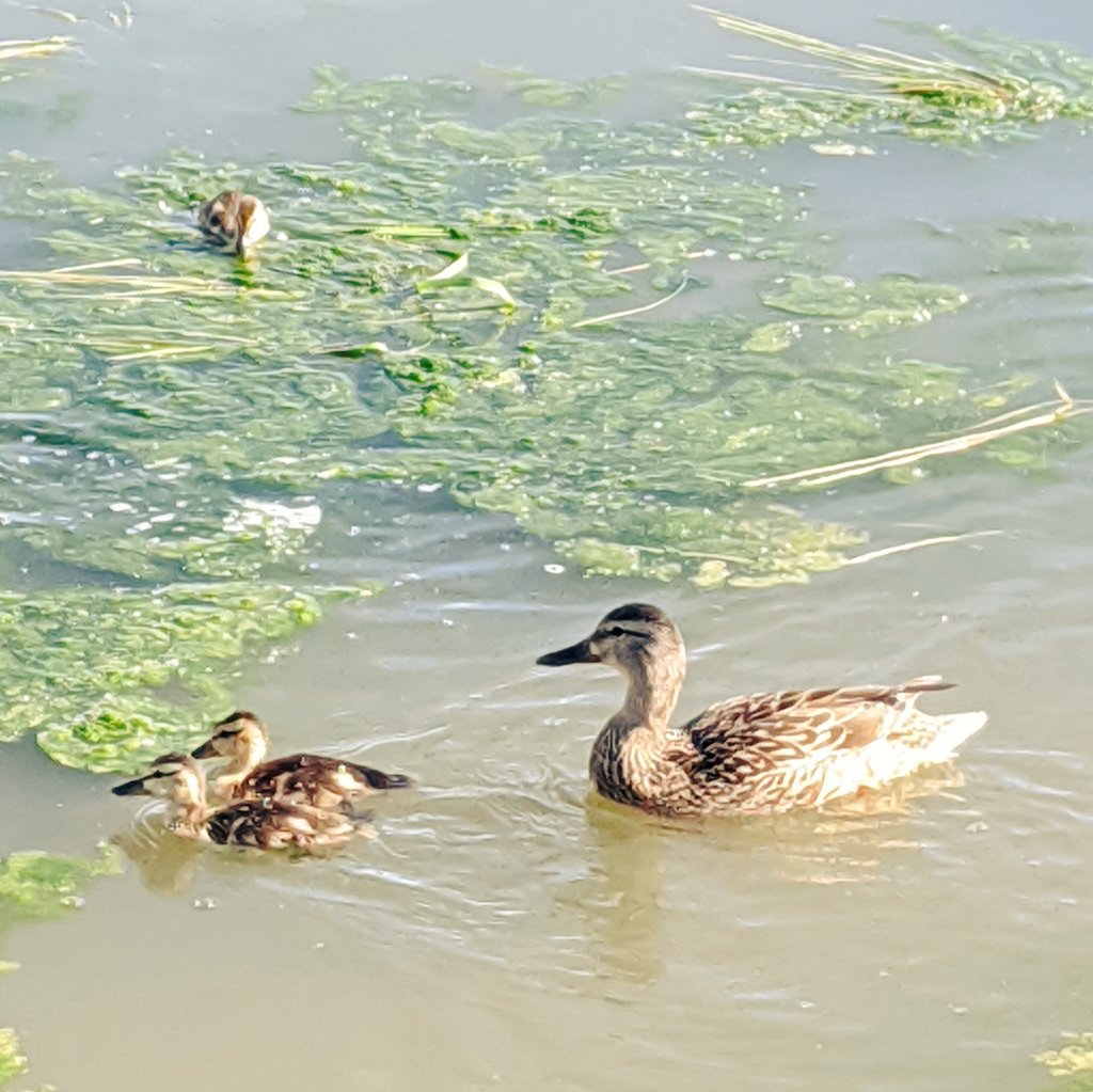  June 23Was pretty hot out today so I brought some frozen peas for the ducks to snack on (FYI: bread isn't healthy for growing birds!) 