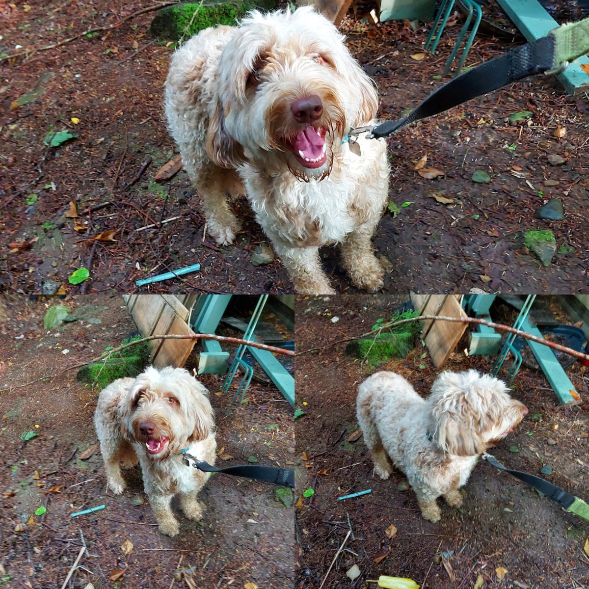 Just found this beautiful dog in our back creek,near  Mt Seymour Parkway and Apex. Please share.