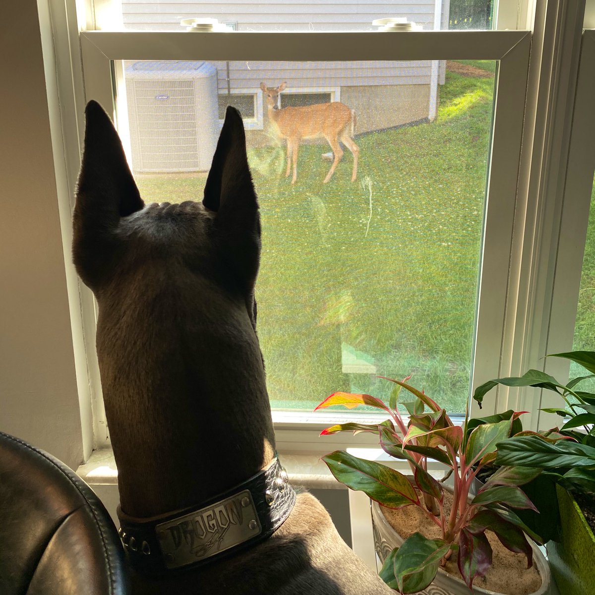 DrogoDane's tweet photo. “Nobody move!!!”  #drogo #drogon #greatdane #bluegreatdane https://t.co/AAxEsaoL5f