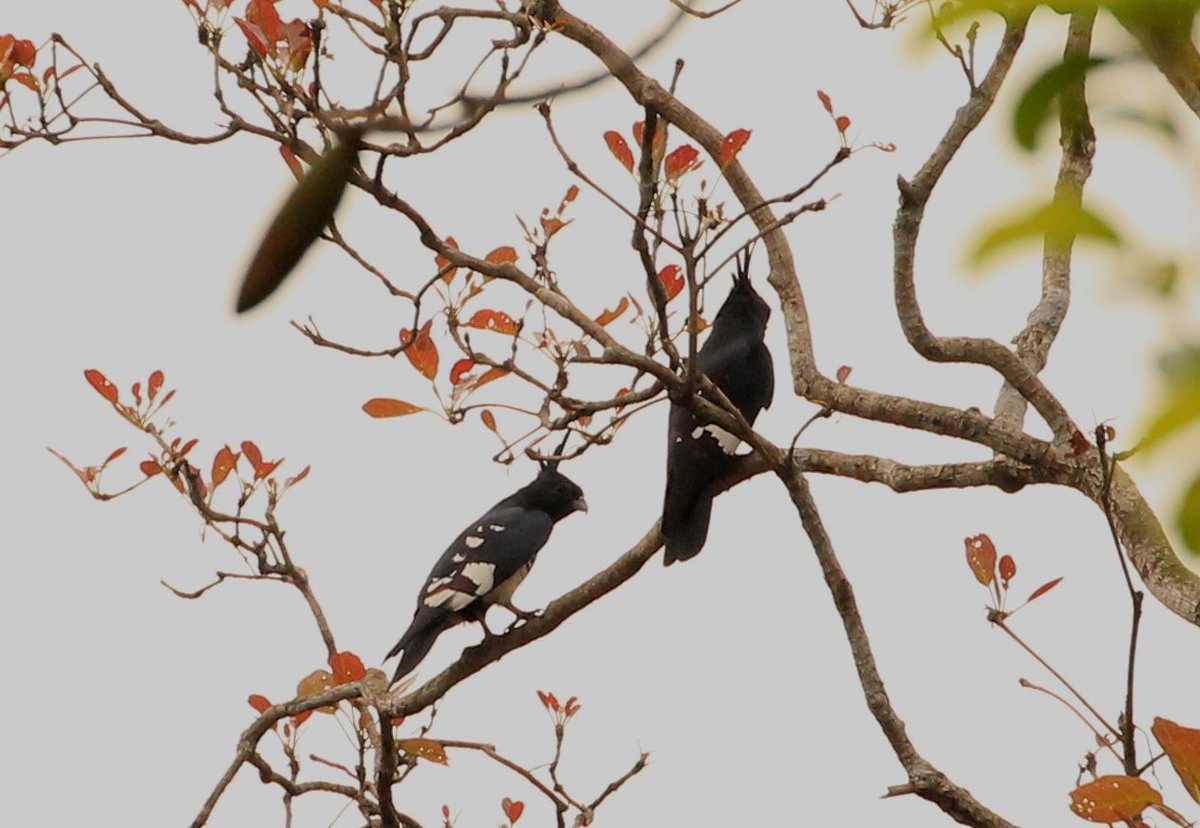 SanjibIfs's tweet photo. All about @Baza, small #birdofprey including #BlackBaza (all my click) & #Jerdon's Baza (pic:Pinak Paul) found in #Tripura #birdphotography #birdwatching #nature @ParveenKaswan @s_singh_ifs @siddisimple @goldsant https://t.co/2KLFX62vFj