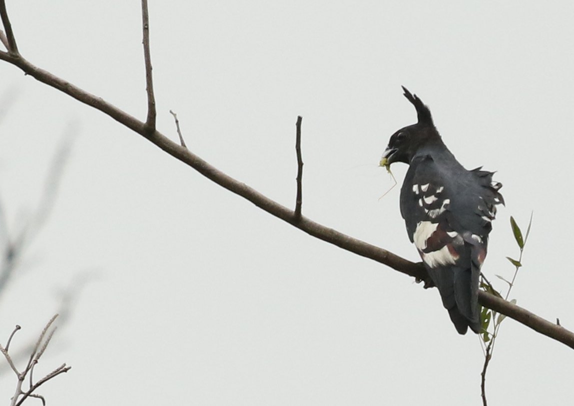 SanjibIfs's tweet photo. All about @Baza, small #birdofprey including #BlackBaza (all my click) & #Jerdon's Baza (pic:Pinak Paul) found in #Tripura #birdphotography #birdwatching #nature @ParveenKaswan @s_singh_ifs @siddisimple @goldsant https://t.co/2KLFX62vFj