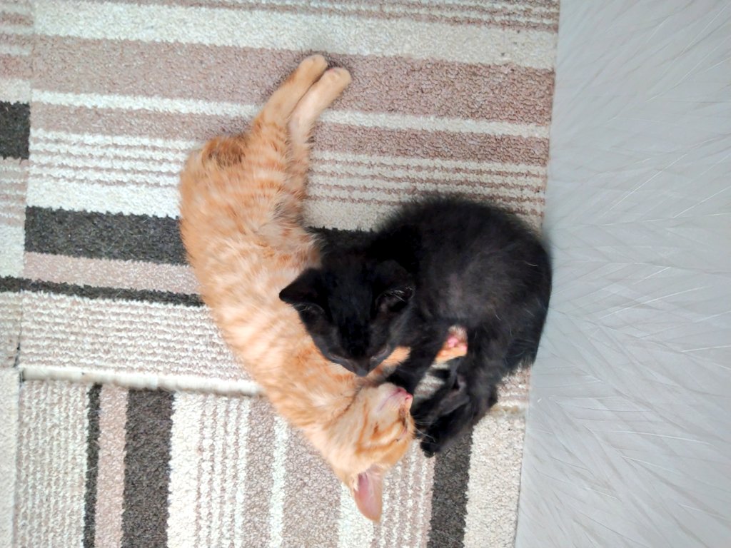 Ichigo On Twitter 黒猫vs茶トラ しっぽ短い方 のプロレス 仲良くピッタリくっついて眠っていたが 黒猫が起きてから プロレス開始 まだ眠いし 黒猫の方が強いようで 茶トラはテーブルの物置の下に潜り込んで 防戦態勢 まぁ でも 仲良し かごにゃん