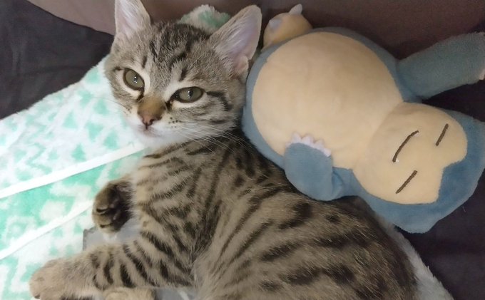 カビゴン の評価や評判 感想など みんなの反応を1時間ごとにまとめて紹介 ついラン カビゴン の評価や評判 感想など みんなの反応を1時間ごとにまとめて紹介 ついラン