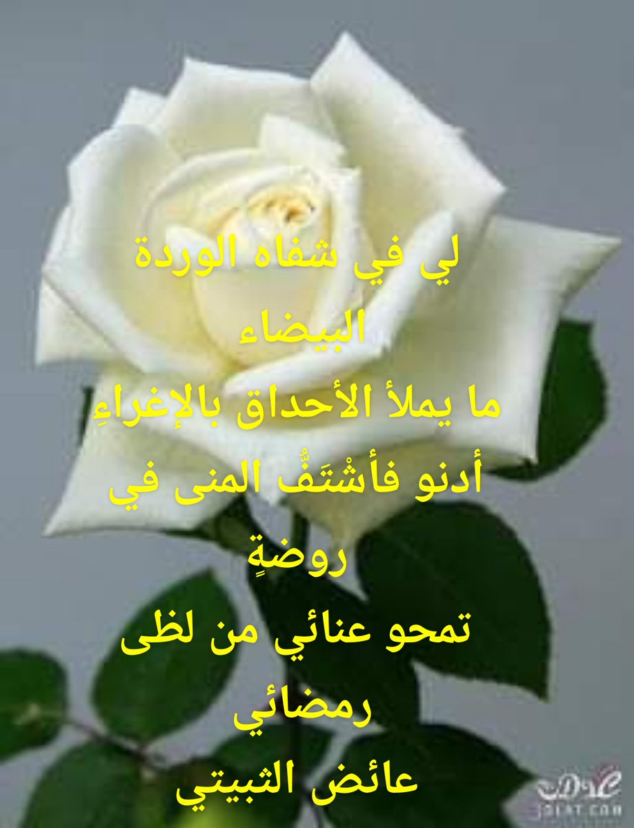 abo_rayedd tweet picture
