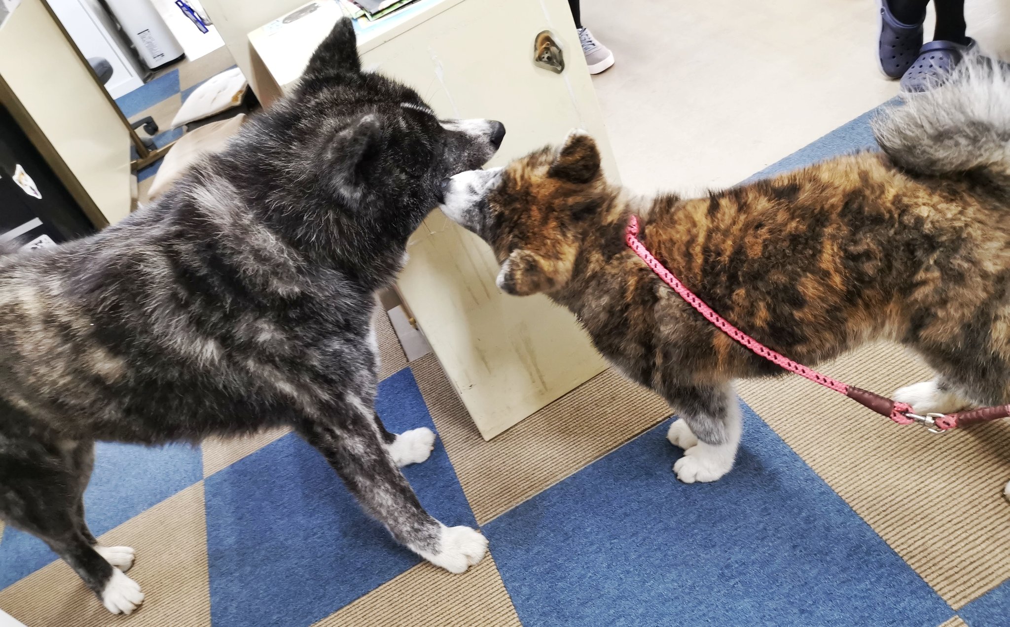 あきほ 秋田犬保存会 秋田犬会館 秋田犬は 赤毛 白毛 虎毛の三色です 虎毛 には黒が強い子 赤が強い子 白が強い子など様々ですが 全て虎毛なんです T Co Gi1w13nwvk Twitter