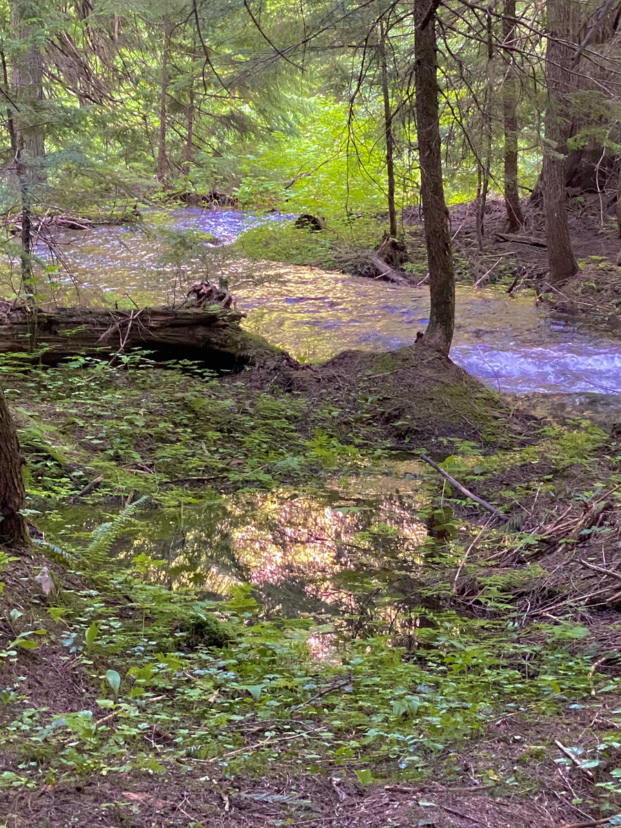 16pxl's tweet photo. hiked 8 miles, and saw a freakin grizzly bear !!! got me scared af but luckily yelling intimidated him omggg 😭 https://t.co/MoYjGg7VCz