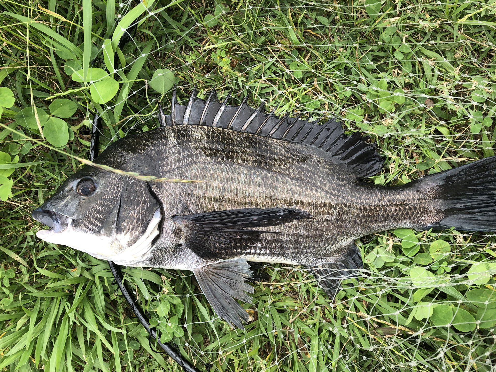 Turkeys Craft 釣り好き 不感症 磯竿前打ちです やはり磯竿 感度わるく ソコリ近くでアタリ増えましたが 合わせきれずカニグシャ連発で弾切れ納竿です とりあえず川は元気みたいですね しかし平日なのに川 人が多い 旧江戸川 黒鯛 前打ち 釣り