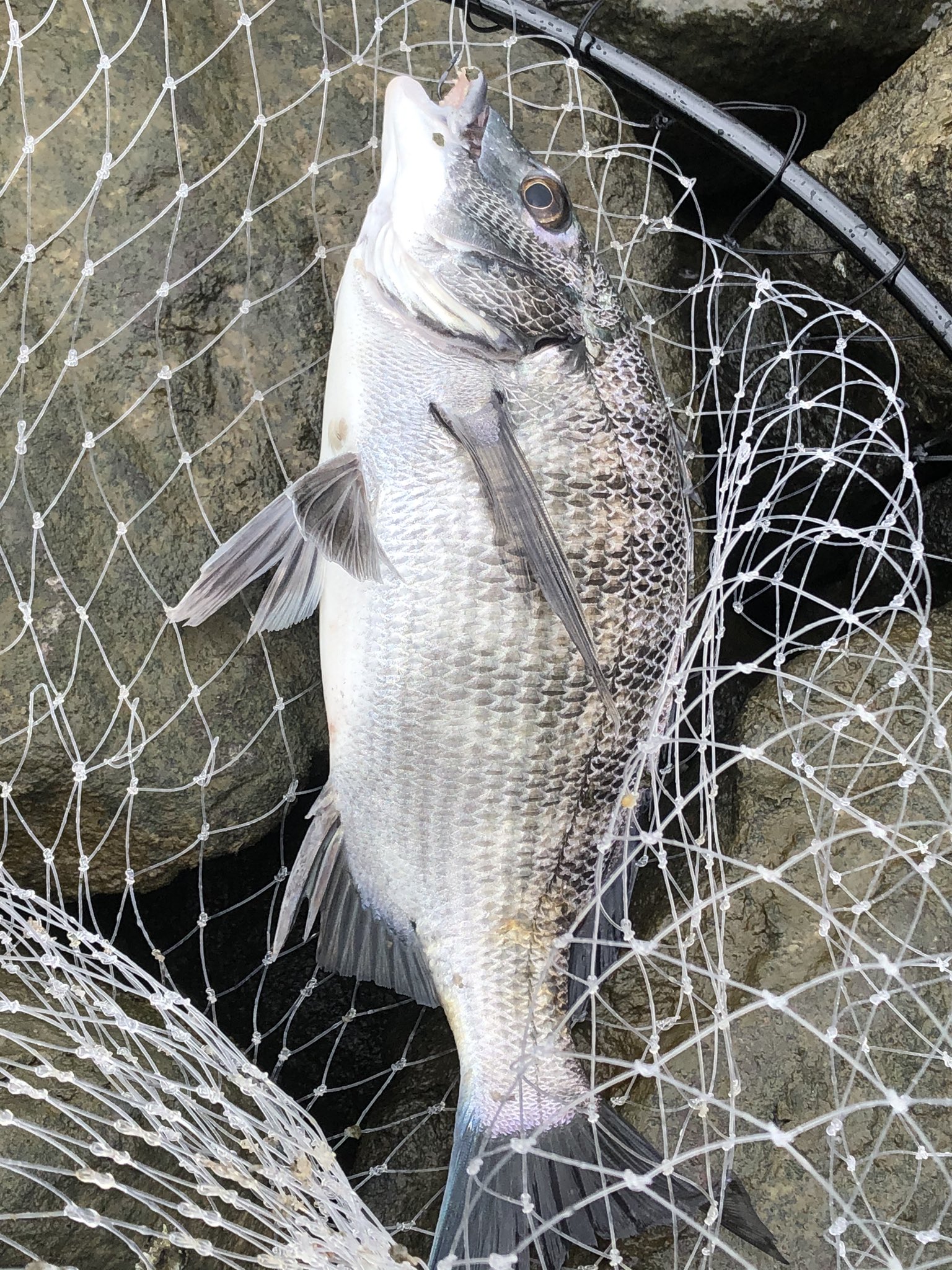 Turkeys Craft 釣り好き 不感症 磯竿前打ちです やはり磯竿 感度わるく ソコリ近くでアタリ増えましたが 合わせきれずカニグシャ連発で弾切れ納竿です とりあえず川は元気みたいですね しかし平日なのに川 人が多い 旧江戸川 黒鯛 前打ち 釣り