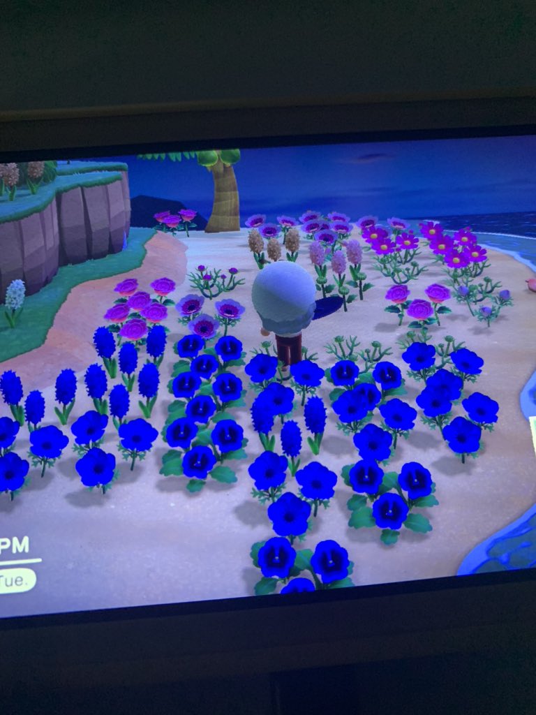 acnhbeatriz's tweet photo. anyone want some pink or blue hybrid flowers for free?? i have way too many flowers i’m just trynna get rid of some <3 dm me!! #ACNHFLOWERS #dodocode #acnhhybrid #nookazon #acnhtrade https://t.co/CSUljSzcpk