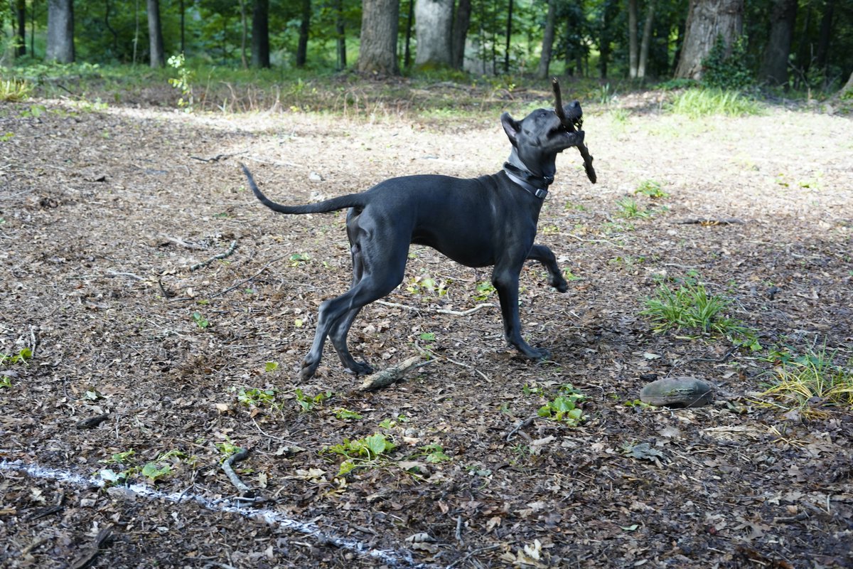 Just playing with my stick.. #greatdane #lovemydog #bluegreatdane