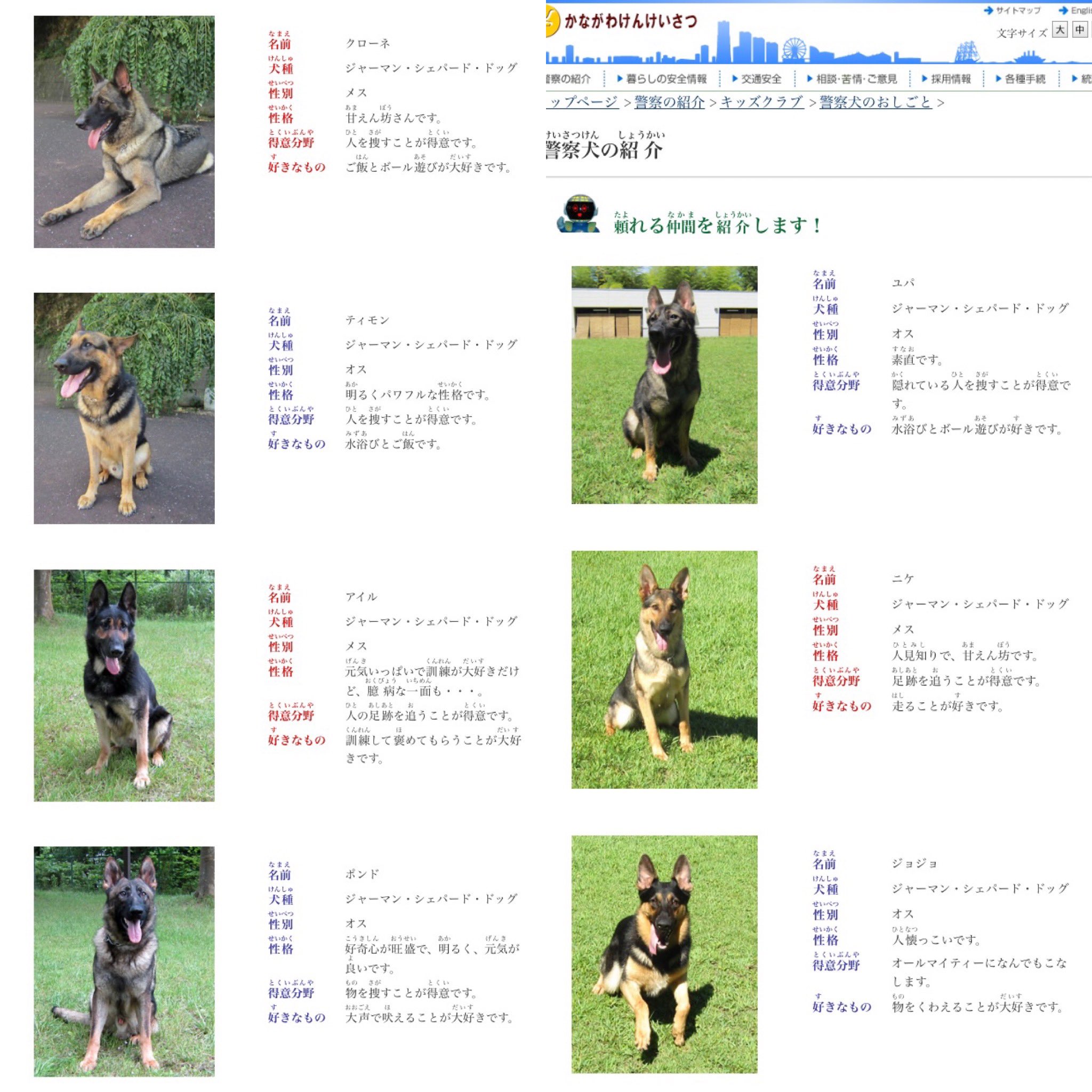 首藤 玲奈 Reina Shuto 님의 트위터 病床で時間を持て余していたので 全国の警察犬について調べていたりしました プロフィールも 可愛いし 茨城県警の警察犬の名前が長くてカッコいい 日本警察犬協会の名前の図鑑 がもの凄く面白かったです 英語とドイツ語表記