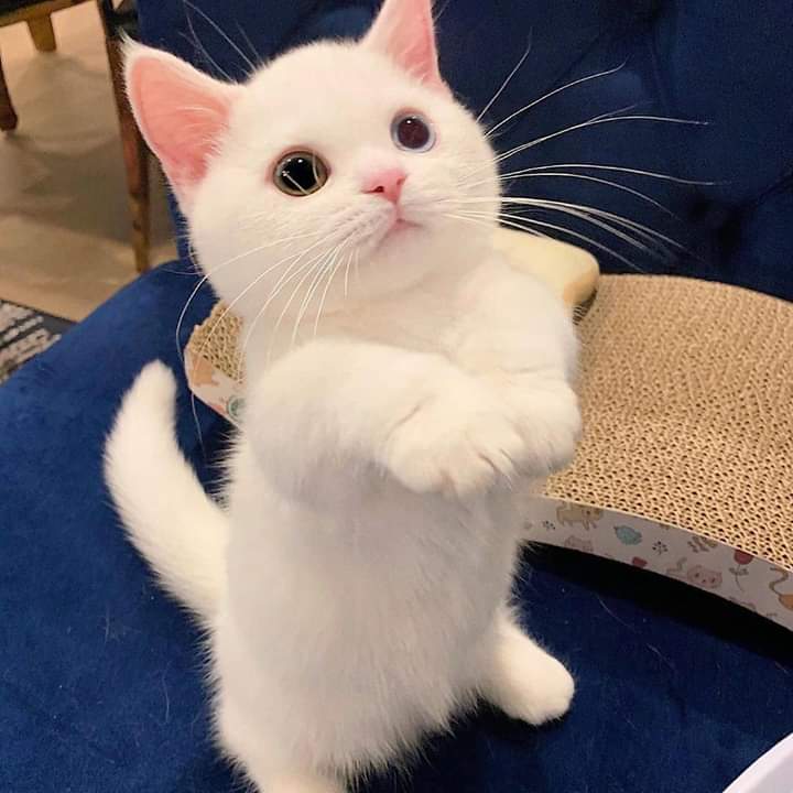 Cat_Lover_Club1's tweet image. Just take my hands, hold it tight😽😽
From: @cheese_eggen
Follow: @cat_slover.club
.
.
.
.

#kitten #kittens #cat #catsofinstagram #cats #catstagram #catsofinstagram #meowfeature #cat_slover.club #cat_features #nevamasquerade #balousfriends #cutecatcrew #igcutestcats #catlife