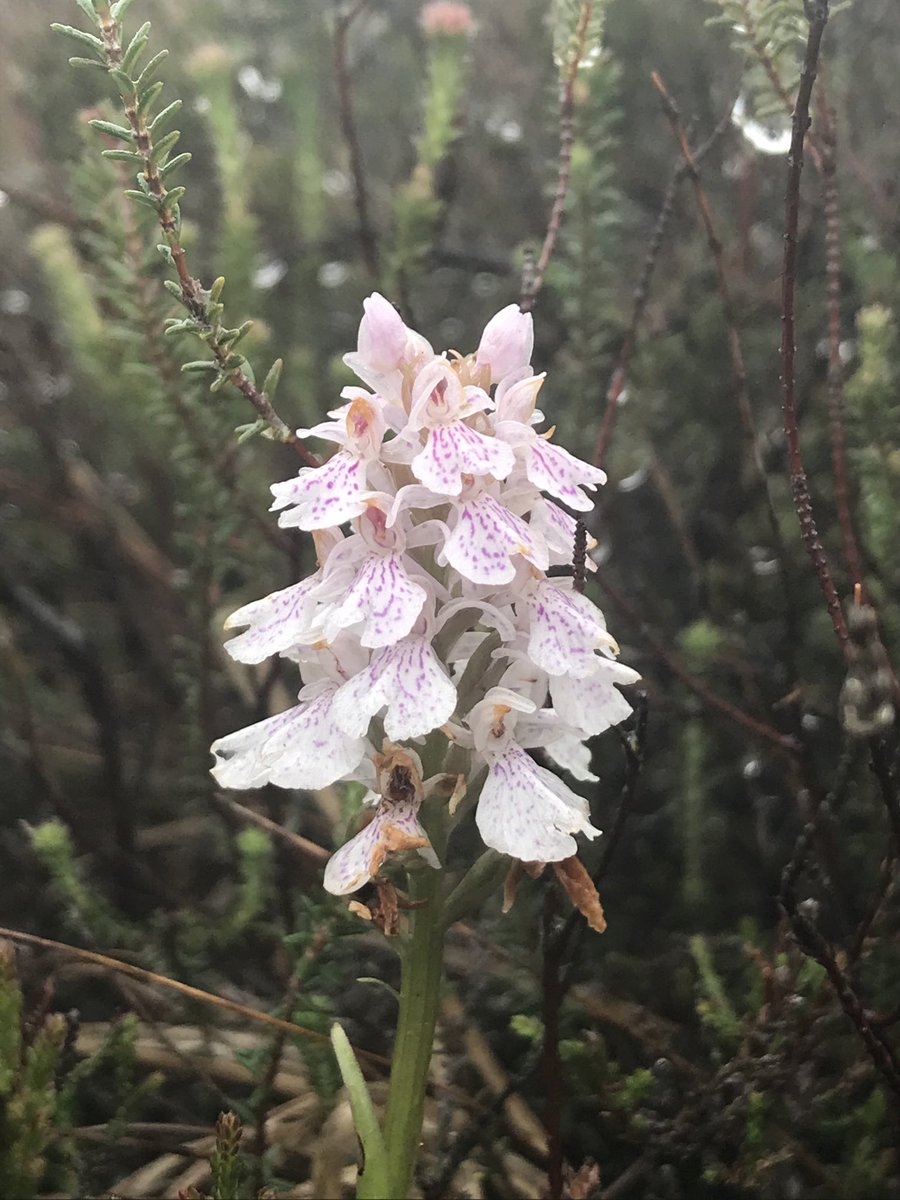 FocTrish's tweet photo. Always good to start the day with an orchid even in the rain. Water monitoring Garry Bog for @Ulster wildlife and โฆ@theCANNprojectโฉ โฆ@SEUPBโฉ #raisedbogs https://t.co/hXTN9ZHVqK