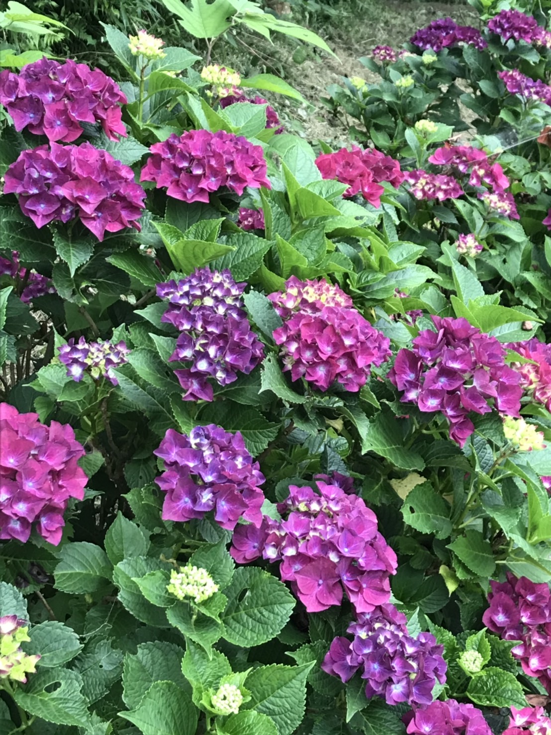 茨城町観光協会 V Twitter 涸沼自然公園 あじさい開花状況 6月24日現在 八分咲き