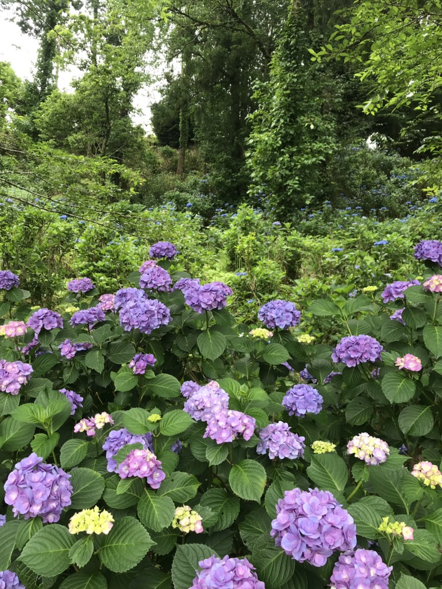 茨城町観光協会 On Twitter 涸沼自然公園 あじさい開花状況 6月24日現在 八分咲き