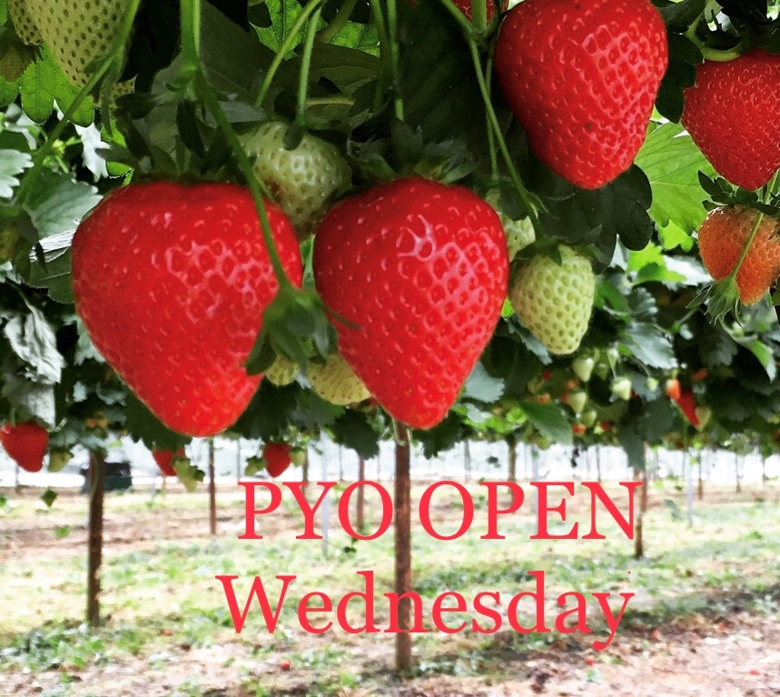 Our PYO is open today - strawberries & raspberries😀🍓🍓
#pyo #strawberrypicking #raspberrypicking #Hertfordshire