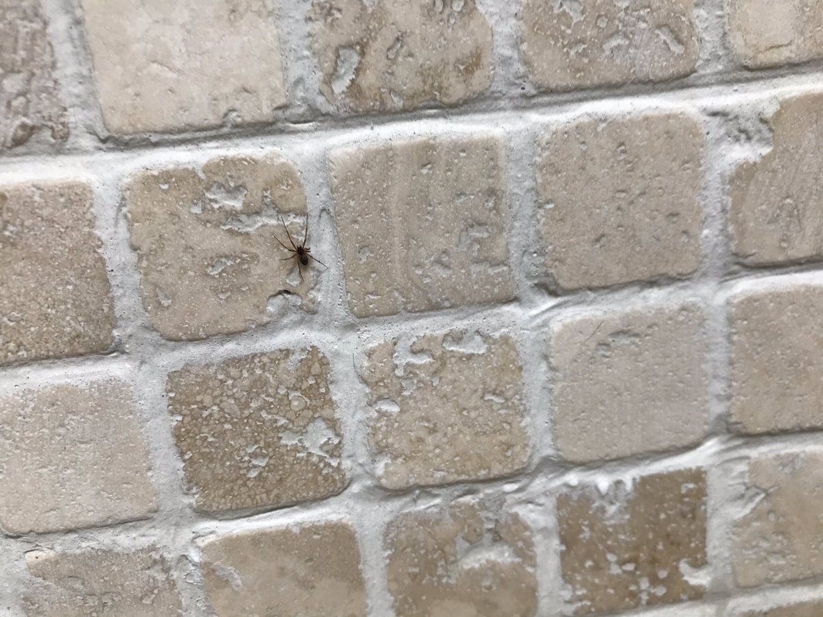 Hi <a href="/BritishSpiders/">BAS</a>. Is this a Money Spider?