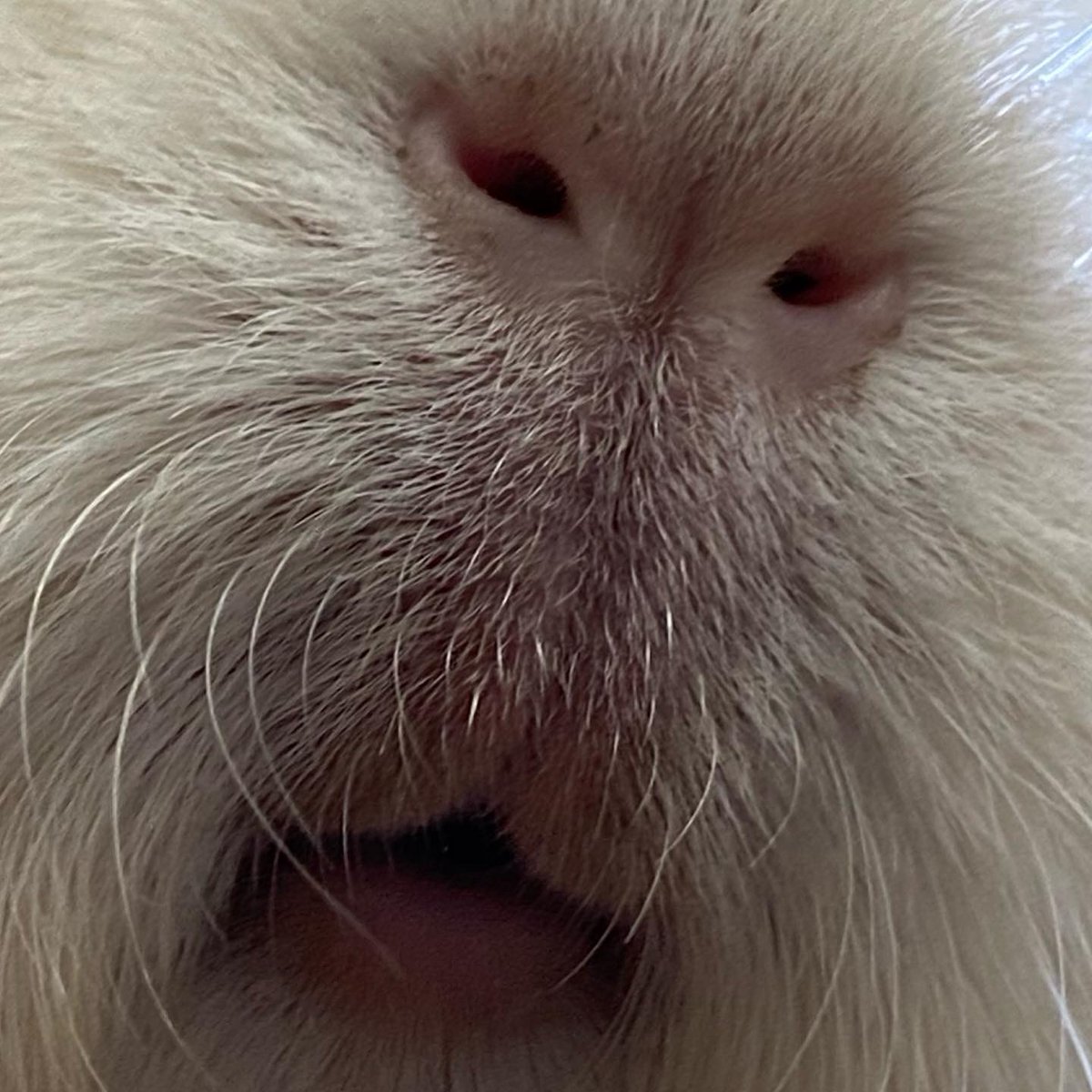 熊本市動植物園 公式 動物クイズ この写真はある動物の体の一部を撮影したものです この動物の正体は何でしょうか ヒントは カラーバリエーションが豊富 答えは金曜日に発表します 熊本市動植物園 動物クイズ クイズ